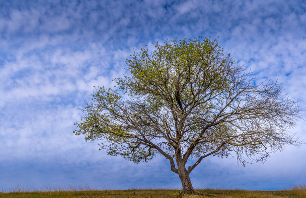 Céu nublado azul com árvore cênica em primeiro plano - Foto, Imagem