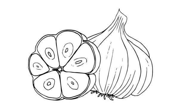 Garlic, a linear black-and-white drawing.Seasoning, spicy. - Vektor, obrázek