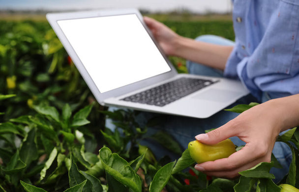 Woman using laptop with blank screen in field, closeup. Agriculture technology - 写真・画像