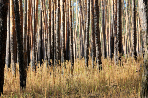 сосновые стволы в лесу - Фото, изображение