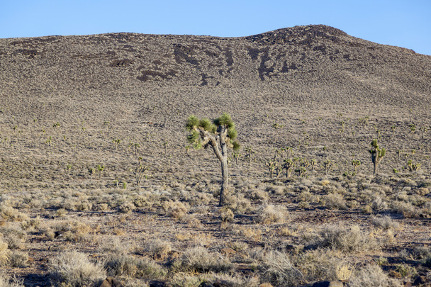 красиві рослини юки на заході сонця в пустелі
 - Фото, зображення