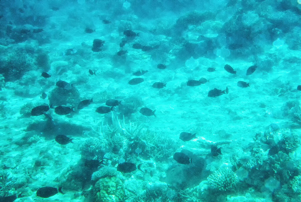 Arrecife de coral, Costa de Coral, Viti Levu, Fiji, Pacífico Sur. - Foto, imagen
