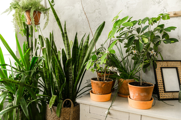 Pots with home plants stand on a cabinet against a wooden wall. Horizontal photo - Photo, Image