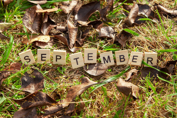 The word September is written in wooden letters on a background of fallen leaves. Autumn concept and calendar concept.  Copy space - Фото, изображение