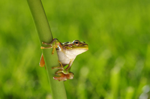 Green tree frog, Hyla arborea, sitting on grass with blurred nature background. - Photo, Image