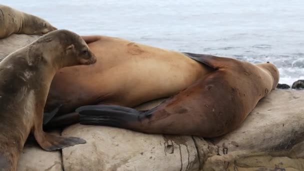 Schattige baby welp, lieve zeeleeuw pup en moeder. Funny lazy seals, ocean beach wildlife, La Jolla, San Diego, Californië, Verenigde Staten. Grappig slaperig zeedier aan de Stille Oceaan. Familie liefde en zorg - Video