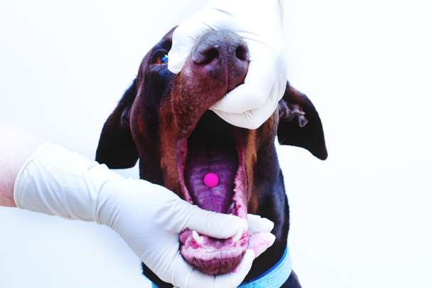 Ветеринарний контроль
 - Фото, зображення
