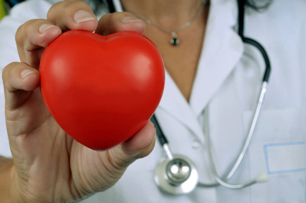 Cardiologist holding a heart in his hand close up - Photo, Image