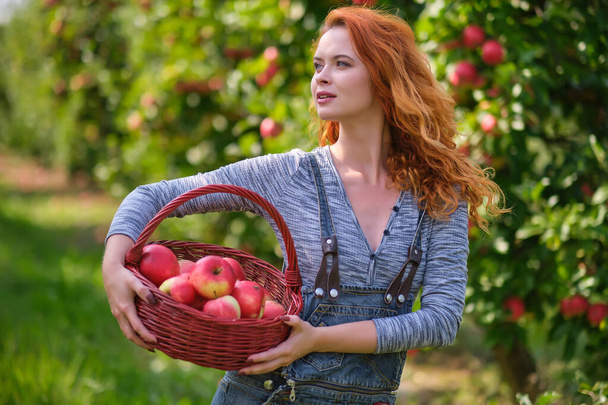Mujer pelirroja joven ayuda con la recolección de manzanas - Foto, imagen