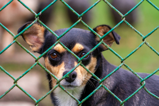 Chien abandonné et sans abri dans un refuge pour animaux. Un chien triste regarde derrière un treillis métallique avec des yeux tristes et attend l'adoption et une nouvelle maison. - Photo, image