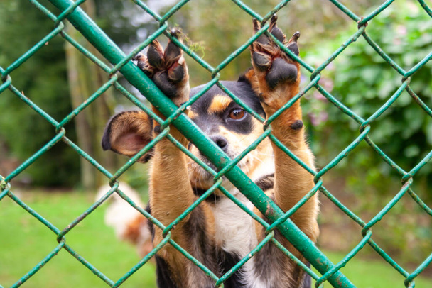 動物保護施設に捨てられたホームレスの犬。悲しい犬は悲しい目で金属メッシュの後ろを見て、養子縁組と新しい家を待っています. - 写真・画像