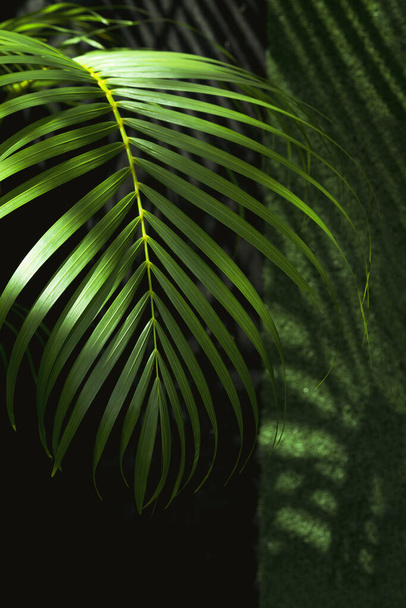 Zonlicht en schaduw op het oppervlak van groene palmblad groeit in huis tuinieren - Foto, afbeelding