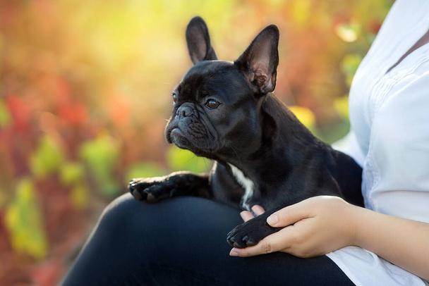 Fotografie mladé dívky sedící v parku se svým psem - Fotografie, Obrázek