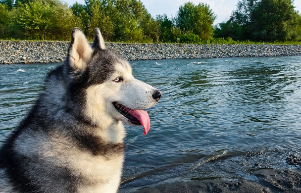       Siberian husky dog sits on the river bank. Black and white fluffy fur, blue eyes, pink tongue. Profile portrait. Close-up.                          - 写真・画像