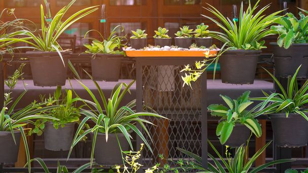 Many green houseplants in black plastic pots hanging on steel shelf decoration with irrigation watering system in gardening area outside of home - Photo, Image