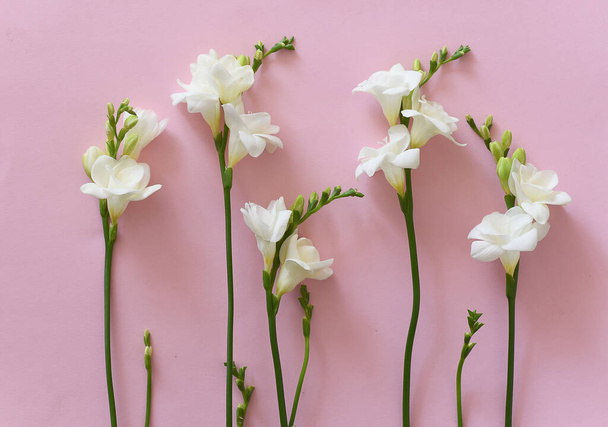 Bloeiende freesia bloemen geïsoleerd - Foto, afbeelding