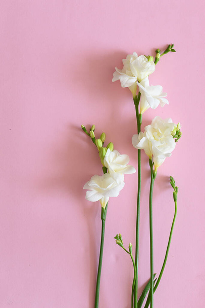 Blooming freesia flowers isolated - Φωτογραφία, εικόνα