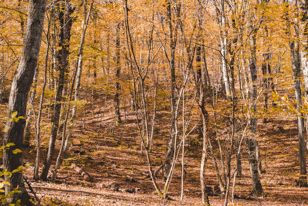 Autumn forest landscape in orange colors in the fall. - Zdjęcie, obraz