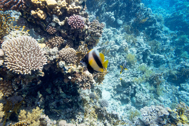 Värikäs koralliriutta trooppisen meren pohjassa, kovat korallit ja bannerfish, vedenalainen maisema - Valokuva, kuva