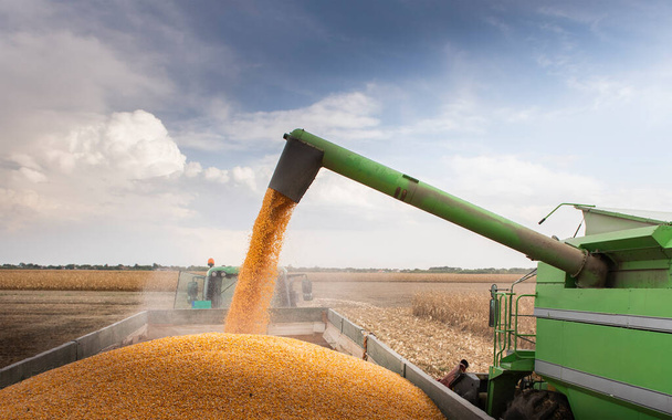 Getreideschnecke des Mähdreschers schüttet Mais in Traktoranhänger - Foto, Bild