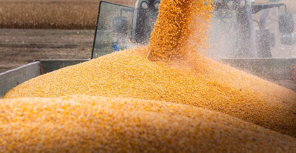 barrena de grano de combinar verter maíz en remolque tractor - Foto, imagen
