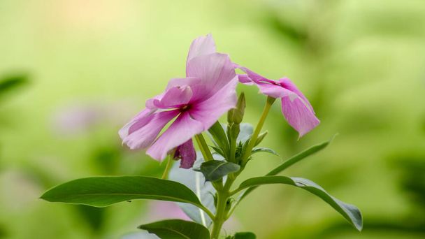 Vinca pink Flowering Plants close-up - Photo, Image