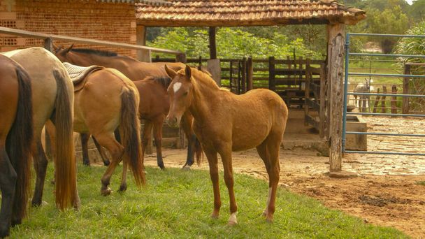 Hnědí koně na farmě ve státě Minas Gerais, Brazílie - Fotografie, Obrázek