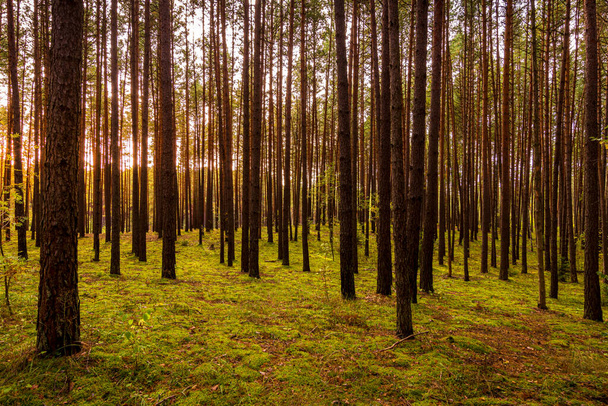 Floresta de pinheiros de outono com pinheiros em fileiras. - Foto, Imagem