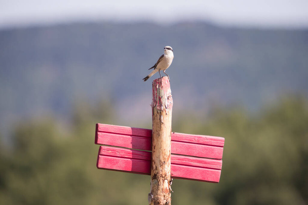 Red Shrike perched on a red sign. With the mountains and the forest out of focus in the background. Wildlife concept. - Photo, Image