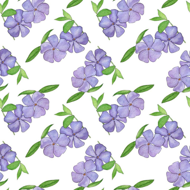 Periwinkle akvarelli kukka kuvio. Violetti akvarelli villi talvivaarna kukkia valkoisella taustalla.Suunnittelu pakkaus, tekstiilit, paperi - Valokuva, kuva