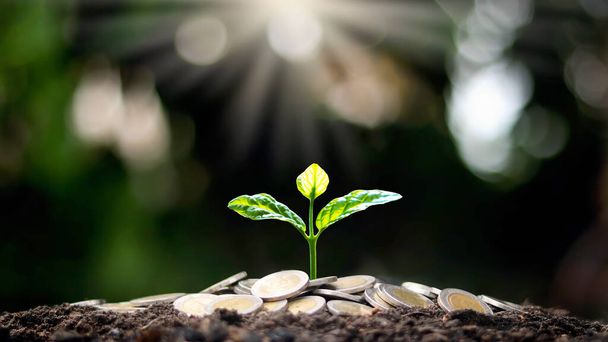 Uma árvore crescendo em uma pilha de moedas e uma luz branca brilhando na ideia de crescimento econômico da árvore. - Foto, Imagem