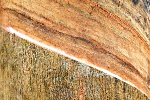 Rubber tree - Фото, изображение