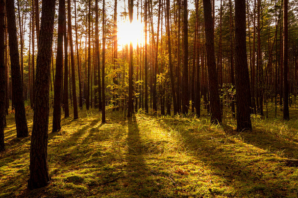 Захід сонця або схід сонця в осінньому сосновому лісі. Сонячні промені, що сяють між стовбурами дерев.. - Фото, зображення