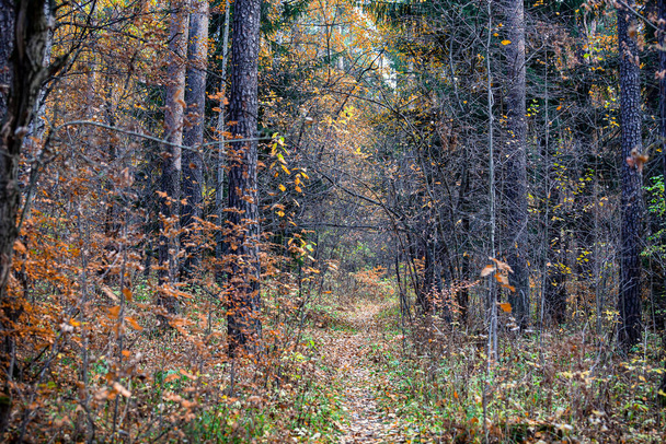Chodník v hlubokém lese. Podzim - Fotografie, Obrázek