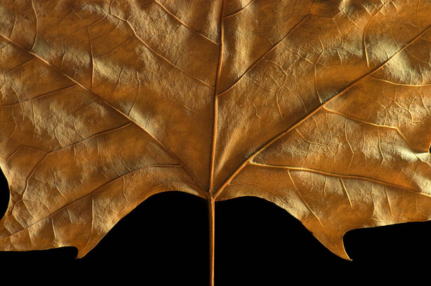 Jesienny duży liść na tło lub jako dekoracja z czarnym tłem. - Zdjęcie, obraz