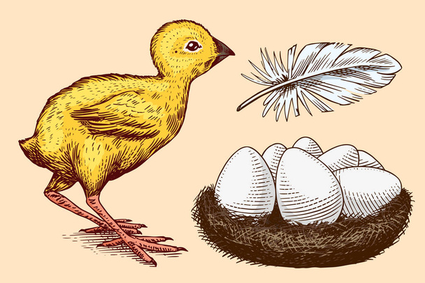 Κοτόπουλο και φτερό, φωλιά με αυγά. Αγροτικό προϊόν. Χαραγμένο χέρι ζωγραφισμένο vintage σκίτσο. Στυλ Γούντκατ. Εικονογράφηση διανύσματος για μενού ή αφίσα. - Διάνυσμα, εικόνα