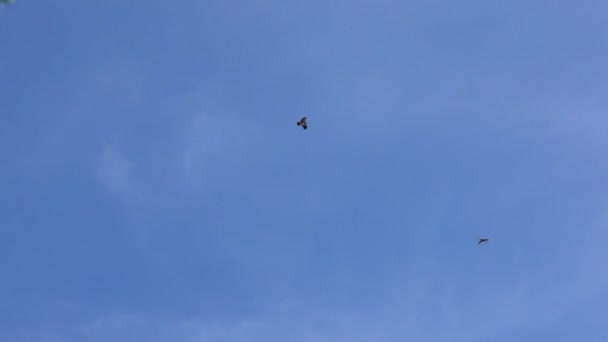 Movimiento lento de águila marrón salvaje volando sobre el telón de fondo de un cielo azul sin nubes en España. Vuelo águila española a buscar comida en los campos y prados. Las moscas depredadoras dando vueltas en cielo-Dan - Imágenes, Vídeo