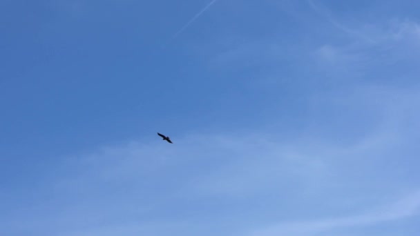 Movimiento lento de águila marrón salvaje volando sobre el telón de fondo de un cielo azul sin nubes en España. Vuelo águila española a buscar comida en los campos y prados. Las moscas depredadoras dando vueltas en cielo-Dan - Imágenes, Vídeo