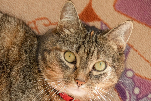 aranyos macska fekszik a szőnyegen, és úgy néz ki, széles szemű - Fotó, kép
