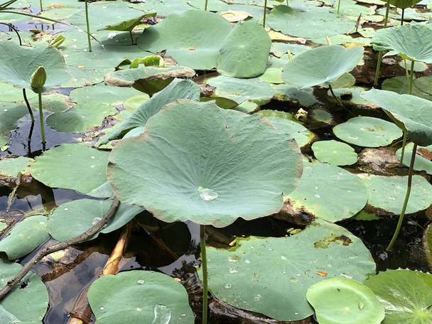 Lírios de água no lago. Lírios aquáticos cultivados em abundância na pequena lagoa. - Foto, Imagem