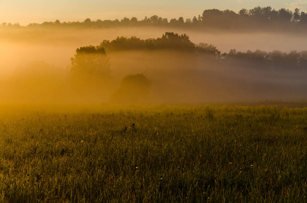 early in the morning, at dawn. Thick mystical fog over a green forest. Juicy grass. - Foto, Imagem