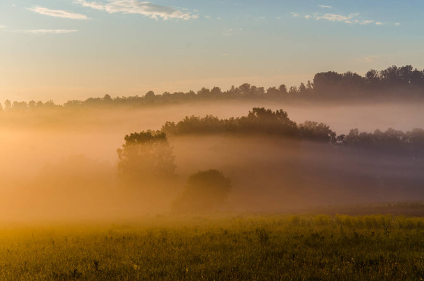 early in the morning, at dawn. Thick mystical fog over a green forest. Juicy grass. - Fotografie, Obrázek