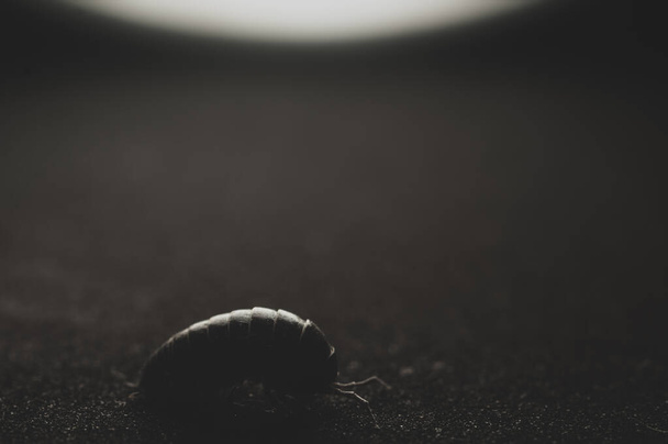 Woodlouse έντομο μακροεντολή από κοντά, επιλεκτική εστίαση - Φωτογραφία, εικόνα
