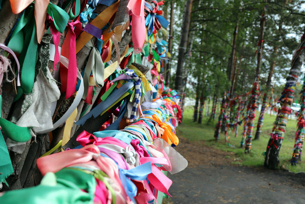 Fitas coloridas de cetim amarradas a cercas de troncos e bétulas por casais para celebrar o amor e o casamento na Rússia - Foto, Imagem