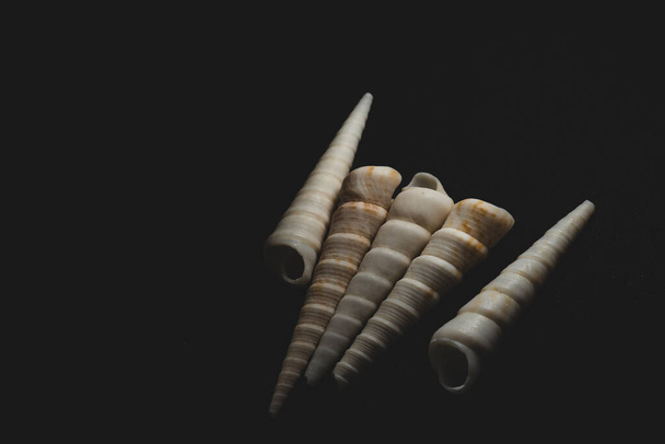 Parafuso cone em forma de concha do mar macro close-up, foco seletivo - Foto, Imagem