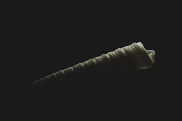 Винтовая морская раковина в форме конуса макро вблизи, избирательный фокус - Фото, изображение
