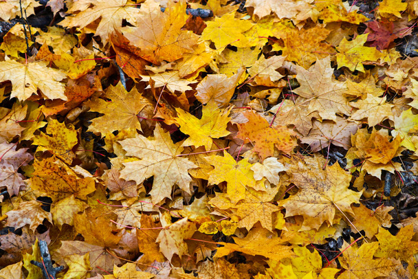 Fond texturé d'automne - feuilles d'érable jaunes tombées. Été indien. - Photo, image