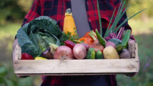 Viljelijä tilalla puinen laatikko täynnä vihanneksia luonnonmukaisella maatilalla kentällä. Valkoihoisen miehen kädet laatikon kanssa puutarhassa.. - Materiaali, video