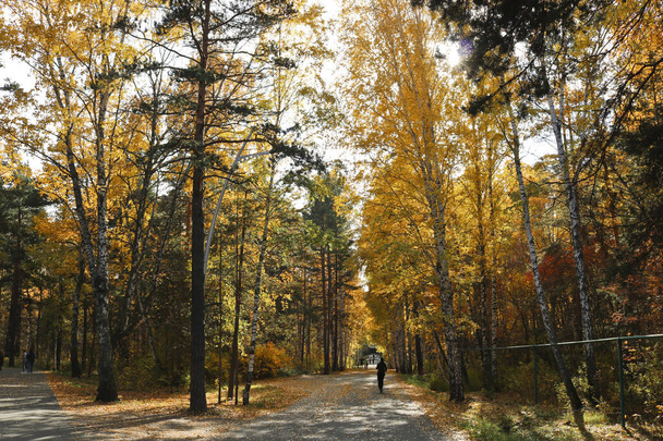 Indické léto - asfaltová stezka v městském parku mezi břízami se žlutým listím. Podzimní pozadí. - Fotografie, Obrázek