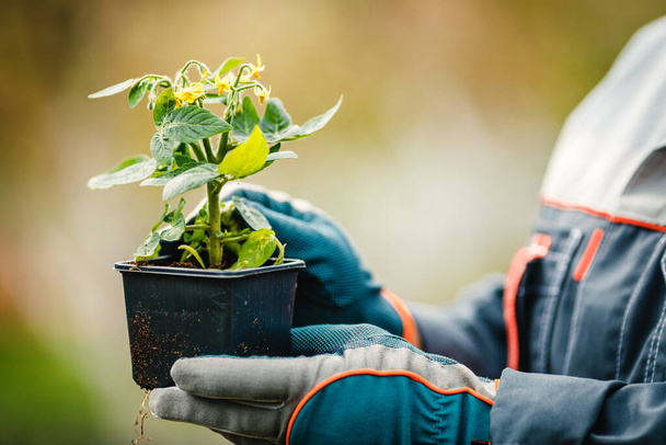 De handen van een vrouw in tuiniershandschoenen houden een tomaat vast voordat ze het in de grond plant. Tomaten verbouwen. - Foto, afbeelding